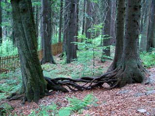 Девственный лес Боубин