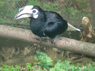 Oriental Pied Hornbill    KL